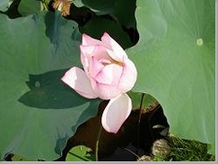 蓮の花